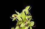 Waterspider bog orchid